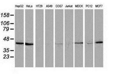 Western Blot: Hydroxyacid Oxidase-1/HAO-1 Antibody (OTI5C3)Azide and BSA Free [NBP2-71954]