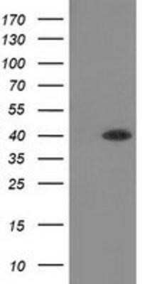 Western Blot: Hydroxyacid Oxidase-1/HAO-1 Antibody (OTI5C3)Azide and BSA Free [NBP2-71954]