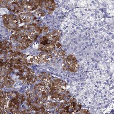 Immunohistochemistry: IA-2/PTPRN Antibody [NBP1-83128]