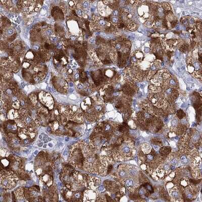 Immunohistochemistry-Paraffin: IA-2/PTPRN Antibody [NBP1-83128]