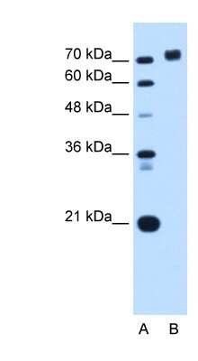 Western Blot: IA-2/PTPRN Antibody [NBP1-59411]