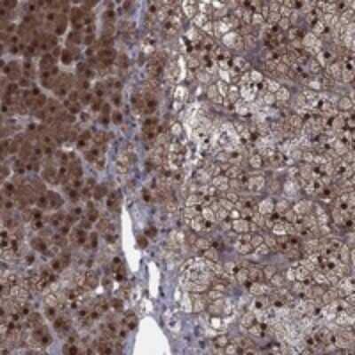 Immunohistochemistry-Paraffin: IAH1 Antibody [NBP3-17263]