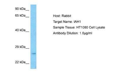 Western Blot: IAH1 Antibody [NBP2-83070]