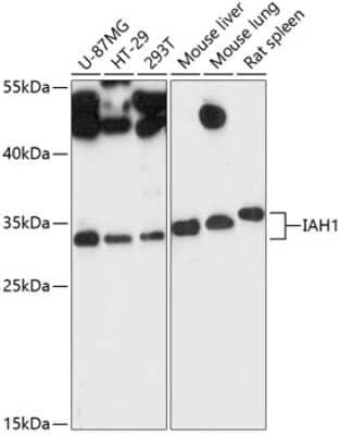 Western Blot: IAH1 AntibodyAzide and BSA Free [NBP3-04579]