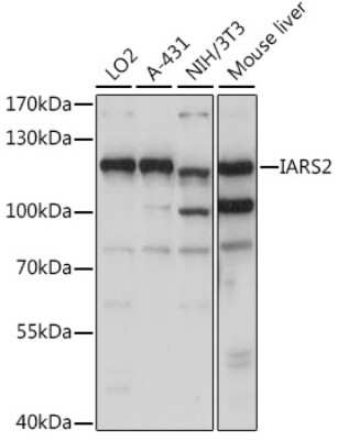 Western Blot: IARS2 AntibodyAzide and BSA Free [NBP3-05142]