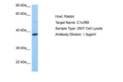 Western Blot: IBA57 Antibody [NBP2-87613]