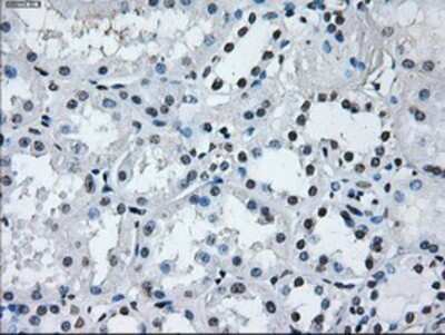 Immunohistochemistry-Paraffin: IBRDC2 Antibody (OTI9H10) [NBP2-02128]