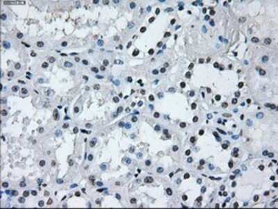 Immunohistochemistry: IBRDC2 Antibody (OTI9H10) - Azide and BSA Free [NBP2-72470]