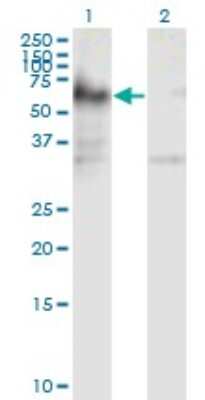 Western Blot: ICA1 Antibody (6G11) [H00003382-M01]