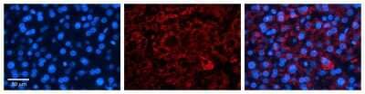 Immunohistochemistry: ICA1 Antibody [NBP1-56426]