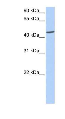 Western Blot: ICA1 Antibody [NBP1-55450]