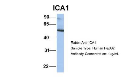 Western Blot: ICA1 Antibody [NBP1-56426]