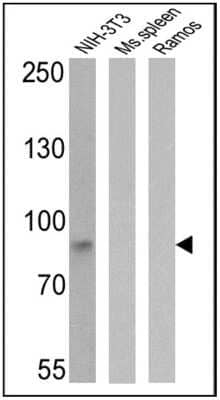 Western Blot: ICAM-1/CD54 Antibody (3E2B)Azide and BSA Free [NBP2-22540]