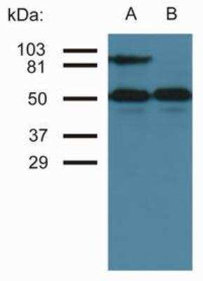 Western Blot: ICAM-1/CD54 Antibody (MEM-111)BSA Free [NB500-318]