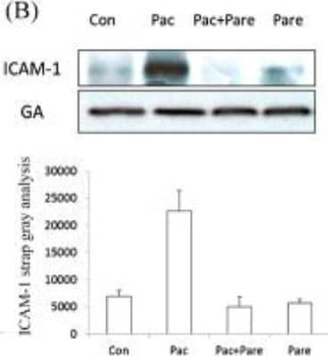 Western Blot: ICAM-1/CD54 Antibody (MEM-111)BSA Free [NB500-318]