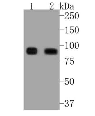 Western Blot: ICAM-1/CD54 Antibody (ST0487) [NBP2-67518]