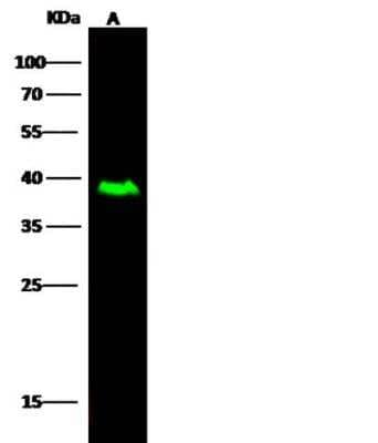 Western Blot: ICAM-2/CD102 Antibody (033) [NBP2-89423]