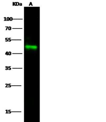 Western Blot: ICAM-2/CD102 Antibody (041) [NBP2-89424]