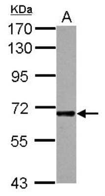 Western Blot: ICAM-2/CD102 Antibody [NBP2-16912]