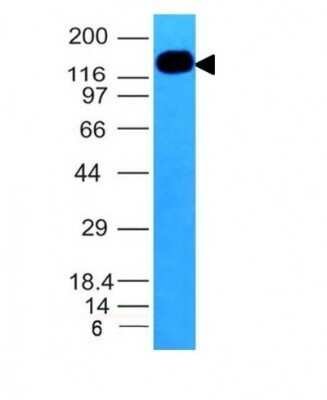 Western Blot: ICAM-3/CD50 Antibody (ICAM3/1019)Azide and BSA Free [NBP2-47903]