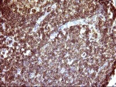 Immunohistochemistry: ICAM-3/CD50 Antibody (OTI1E7) - Azide and BSA Free [NBP2-70975]
