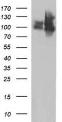 Western Blot: ICAM-3/CD50 Antibody (OTI1E7)Azide and BSA Free [NBP2-70975]