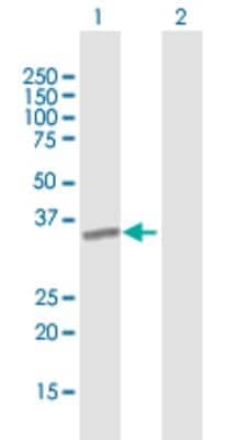 Western Blot: ICAM-4 Antibody [H00003386-B01P]