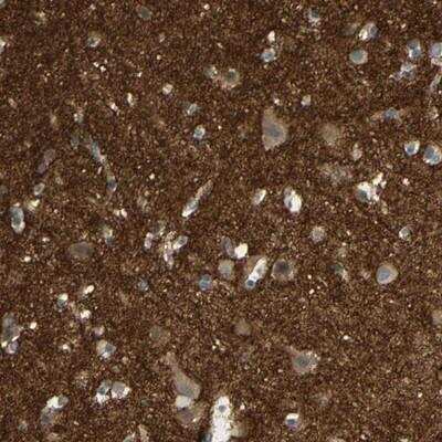 Immunohistochemistry-Paraffin: ICAM-5 Antibody [NBP1-86937]