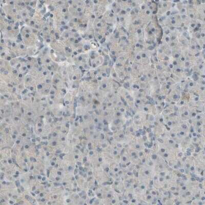 Immunohistochemistry-Paraffin: ICAM-5 Antibody [NBP1-86938]