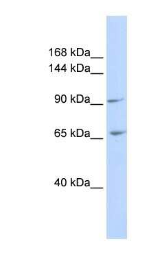 Western Blot: ICAM-5 Antibody [NBP1-59235]