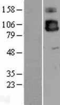 Western Blot: ICAM-3/CD50 Overexpression Lysate [NBP2-04217]