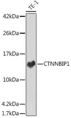 Western Blot: ICAT/CTNNBIP1 Antibody (8F7O5) [NBP3-15319]