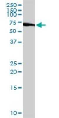 Western Blot: ICB1 Antibody [H00009473-D01P]