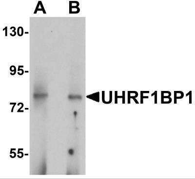 Western Blot: ICBP90 Binding Protein 1 AntibodyBSA Free [NBP2-82094]