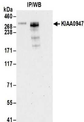 Immunoprecipitation: ICE1 Antibody [NBP2-32090]