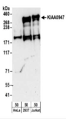 Western Blot: ICE1 Antibody [NBP2-32090]