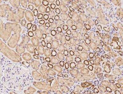 Immunohistochemistry-Paraffin: ICEBERG Antibody [NBP3-06510]