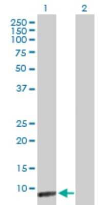 Western Blot: ICEBERG Antibody [H00059082-B01P]