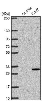 Western Blot: ICMT Antibody [NBP2-38198]