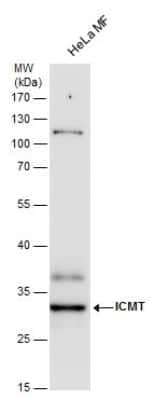 Western Blot: ICMT Antibody [NBP2-42865]