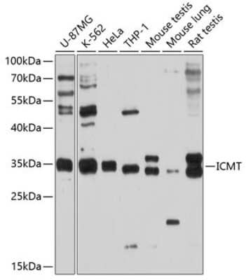 Western Blot: ICMT AntibodyBSA Free [NBP3-04787]