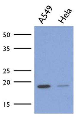 Western Blot: ICT Antibody (1E9)BSA Free [NBP2-42633]