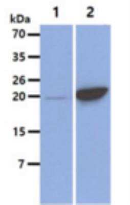 Western Blot: ICT Antibody (1E9)BSA Free [NBP2-42633]