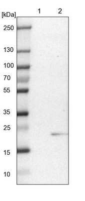 Western Blot: ICT Antibody [NBP1-87963]