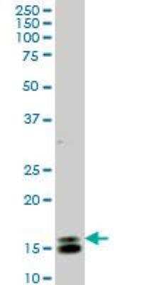 Western Blot: ID1 Antibody (1F7) [H00003397-M02]