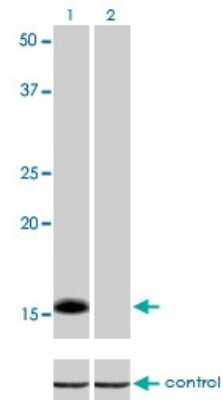 Western Blot: ID1 Antibody (1F7) [H00003397-M02]