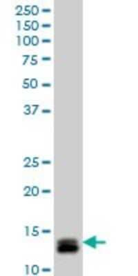 Western Blot: ID1 Antibody (4G11) [H00003397-M04]