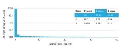 Protein Array: ID1 Antibody (PCRP-ID1-2F11) - Azide and BSA Free [NBP3-14075]