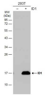 Western Blot: ID1 Antibody [NBP3-13286]
