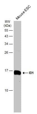 Western Blot: ID1 Antibody [NBP3-13286]